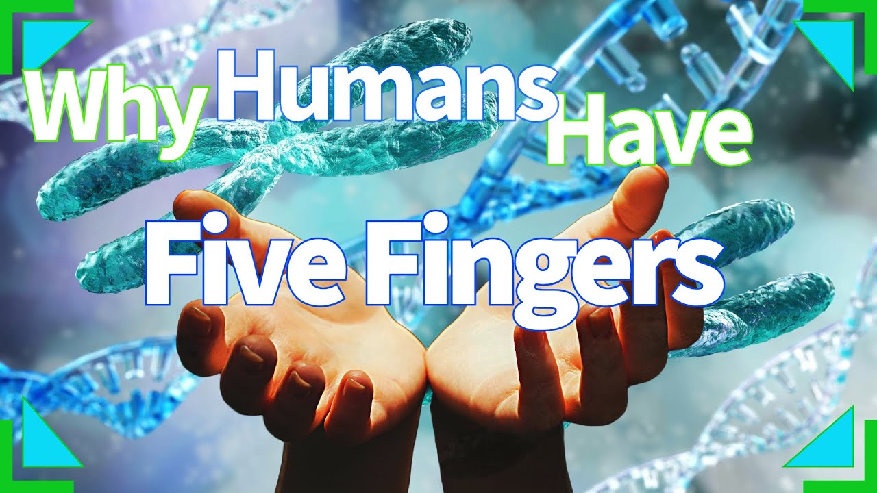 Why Do Humans Have Five Fingers?