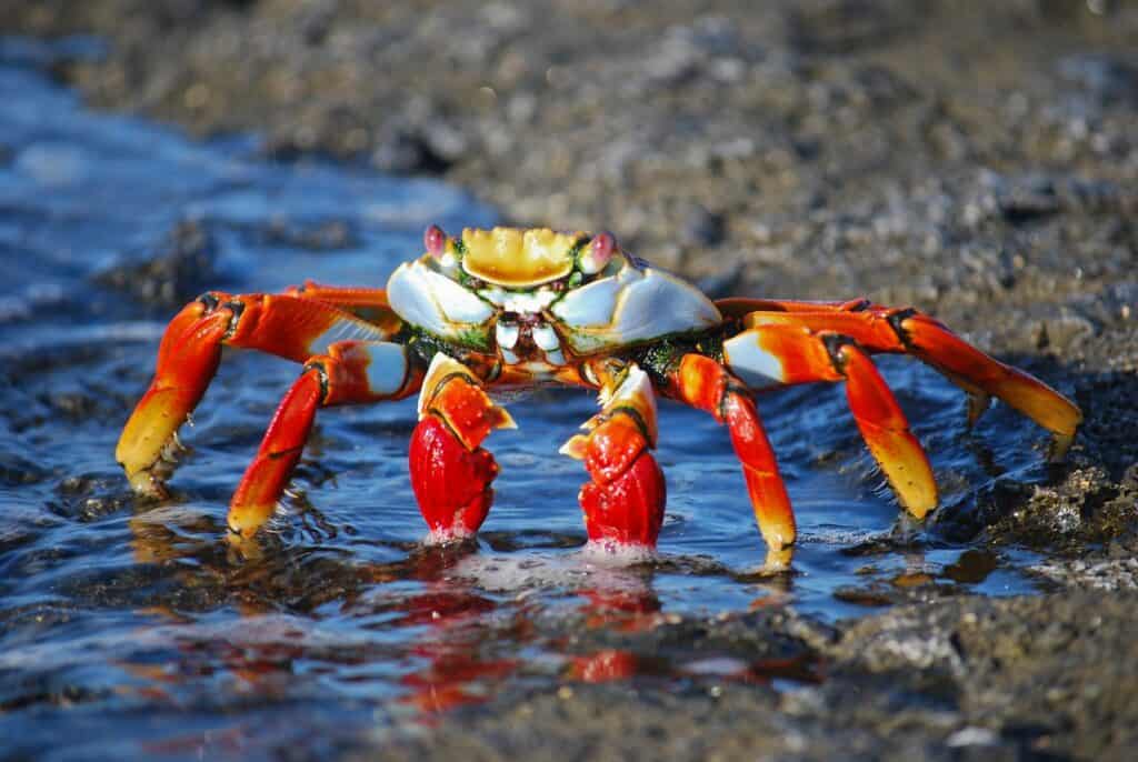 Crab on the beach