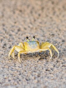 Small crab on the sand