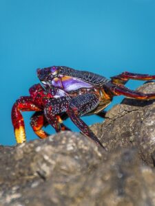 Crab climbing a rock