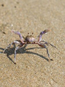 Little crab raising claws