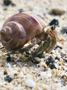 Hermit crab walking on sand