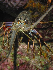 Spiny lobster on ocean floor