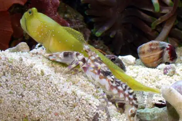Pistol shrimp next to goby fish on sea floor