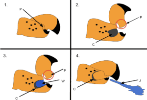 Infographic showing how the pistol shrimp claw mechanism works
