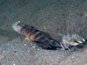 Pistol shrimp in burrow with goby fish
