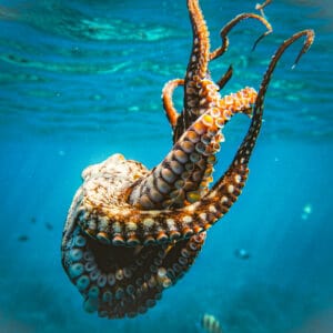 Octopus tentacles wrapped up