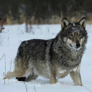 Chornobyl wolves thriving