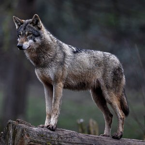 Chornobyl's wolves standing proud