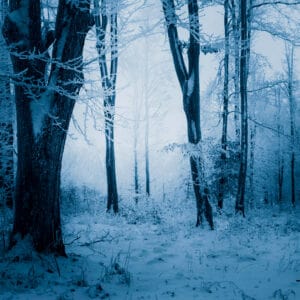 snowy woods where infamous cannibals the donner party camped