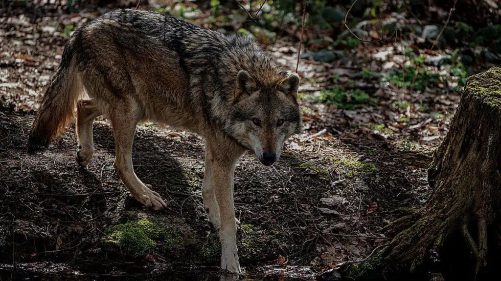 cancer resistant wolves of chornobyl featured image