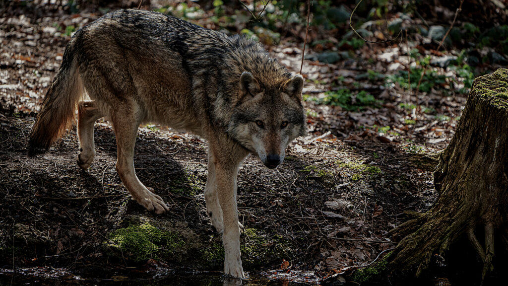 cancer resistant wolves of chornobyl featured image
