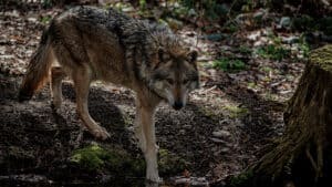 cancer resistant wolves of chornobyl featured image