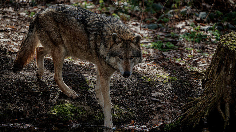 cancer resistant wolves of chornobyl featured image